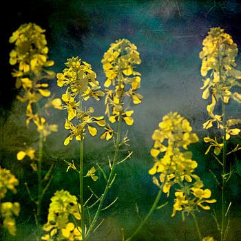 Le colza dans les champs