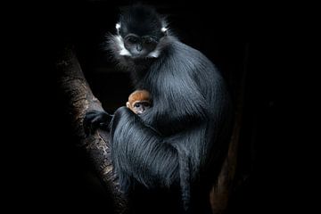 François-langoer met jong. Wildlife foto voor aan de muur - Marja Suur van Marja Suur