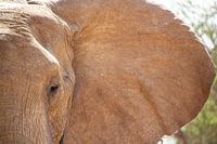 De emoties van een Olifant