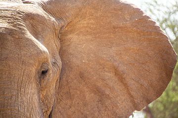 De emoties van een Olifant van Brenda bonte