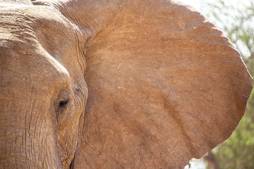 The emotions of an Elephant by Brenda bonte
