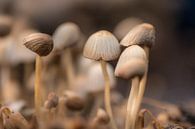 Paddenstoelen in groepje par Moetwil en van Dijk - Fotografie Aperçu