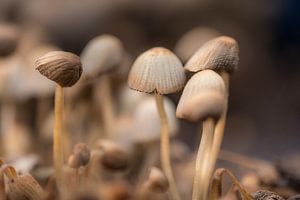 Paddenstoelen in groepje sur Moetwil en van Dijk - Fotografie