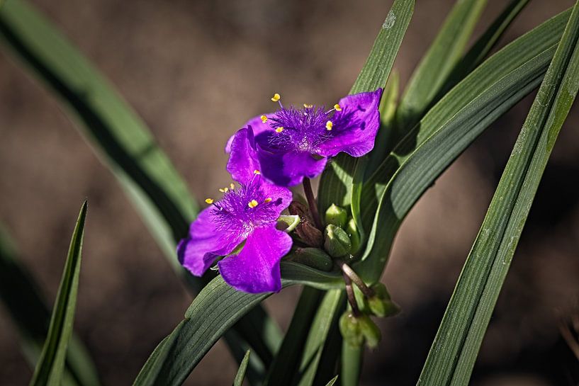 Love in the Mist plant by Rob Boon