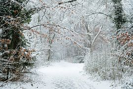 Waldweg von Myrthe Vlasveld