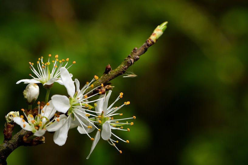 Blossom on a twig by Gerard de Zwaan