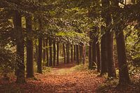 Autumn forest