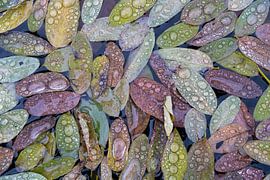 Leaves with drops by Betty van Engelen