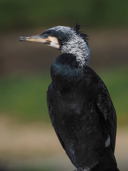 Aalscholver : Ouwehands Dierenpark van Loek Lobel