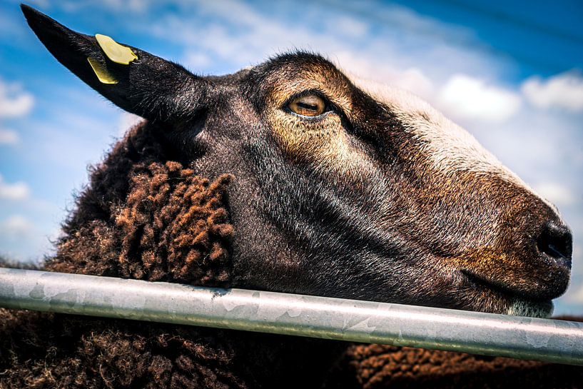 Handsome Brown Sheep 9 von Urban Photo Lab