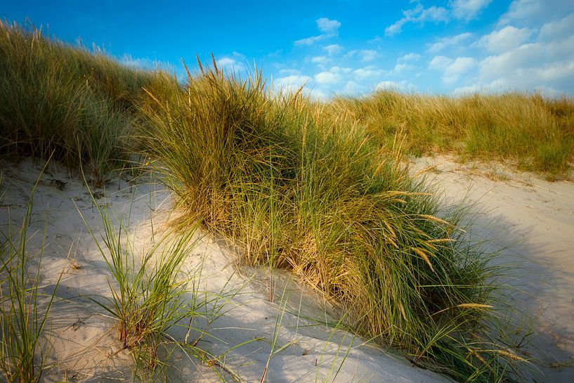 herbe dunaire par Peter Bolman