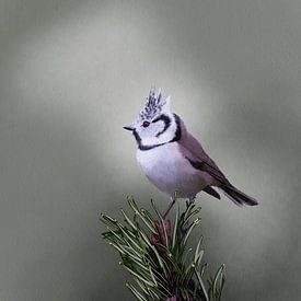 Crested tit on pine branch by Emmy Van der knokke