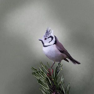 Mésange à crête sur une branche de pin sur Emmy Van der knokke