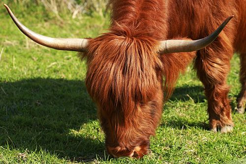 Highlander écossais