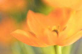 Orange Südwindlilie von Marianne Twijnstra