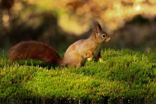Squirrel in shining light