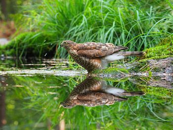 sperwer pop neemt een bad