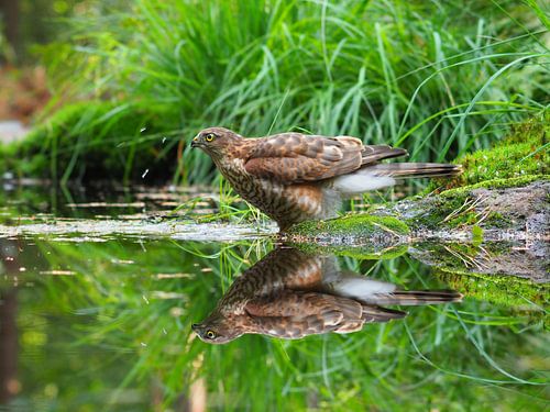 sperwer pop neemt een bad sur arjan van der laan