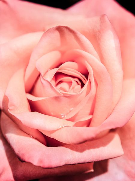 Rose no. 1 by Adriano Oliveira