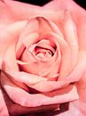 Rose no. 1 by Adriano Oliveira thumbnail