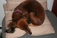 Slapende hond