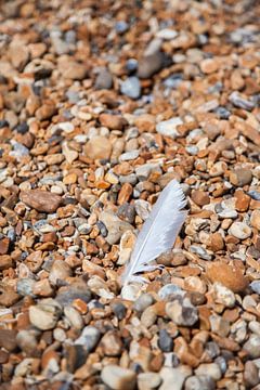 Pebble Feather von Vincent van den Hurk