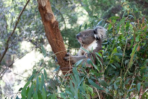 Grauer Koala sitzt hoch oben auf einem Baum und hält Ausschau