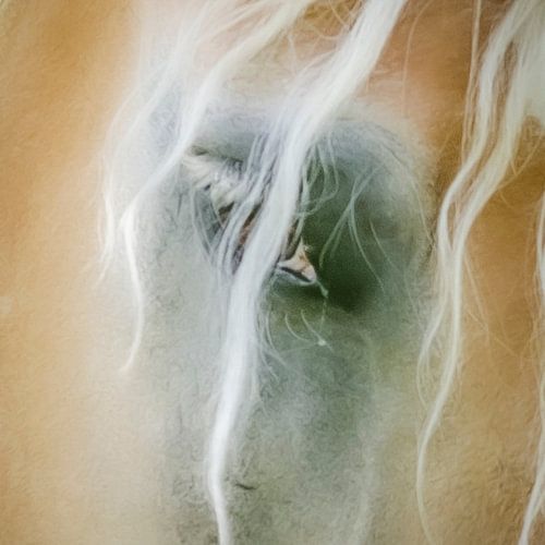 Nahaufnahme Pferdeauge