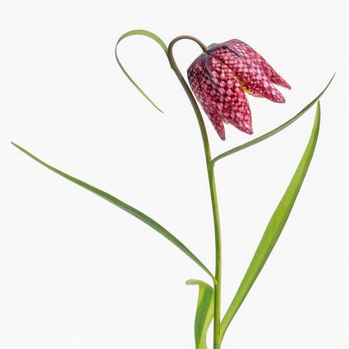 fleur de vanneau