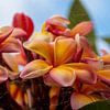 Plumeria van Christine Bässler