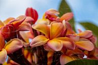 Plumeria van Christine Bässler thumbnail