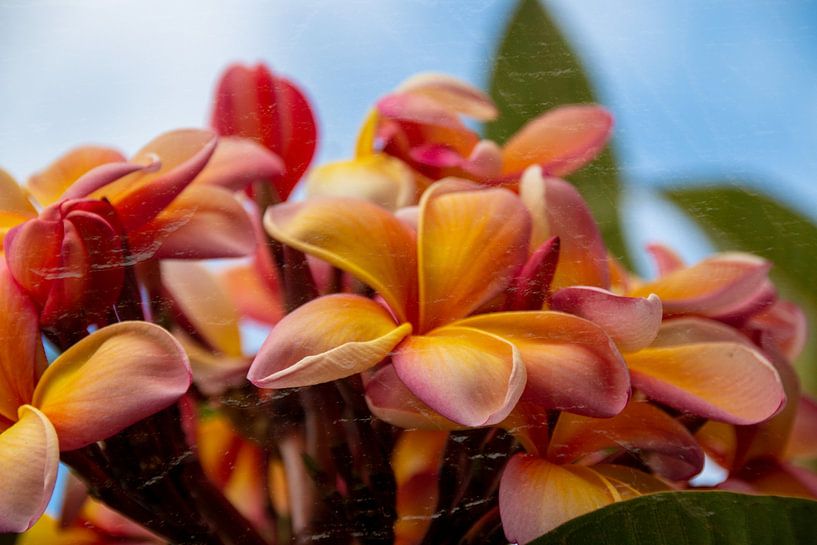 Plumeria van Christine Bässler