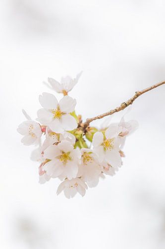 Blossom in spring 4!