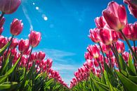 Tulpen in het voorjaar van Rietje Bulthuis thumbnail