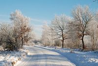Winter op de Veluwe.