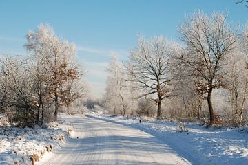 Winter op de Veluwe. van Fred Fiets