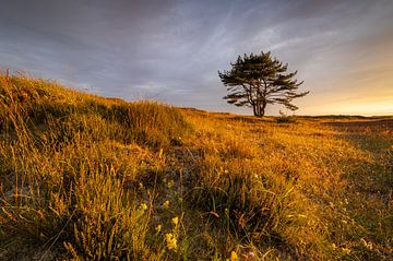 Eenzame dennenboom in de Grafelijkheidsduinen van Den Helder van Bram Lubbers