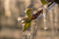 Irrigate blossom by Moetwil en van Dijk - Fotografie thumbnail