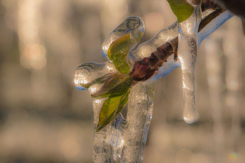 Irrigate blossom by Moetwil en van Dijk - Fotografie