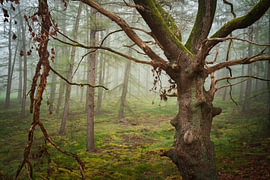 Oude eik in de mist