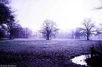 Winter Landscape