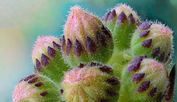 Bloemknopjes van sedum van Rietje Bulthuis