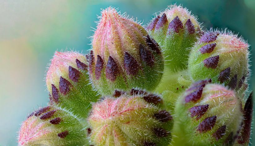 Flower buds of sedum by Rietje Bulthuis