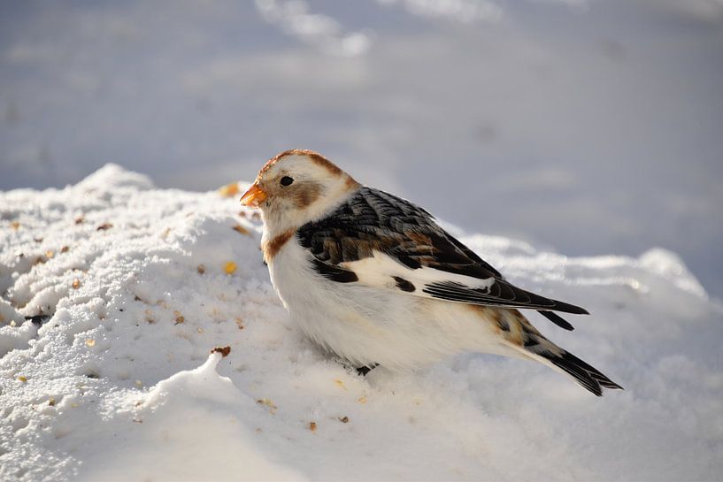 A snow canary in winter by Claude Laprise