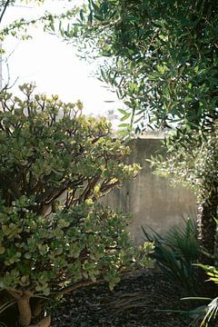 In de groene Mediterraanse tuin kom je in een oase van rust van Bo Theijs