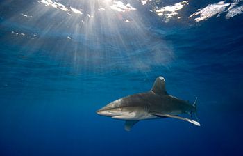 Carcharhinus longimanus