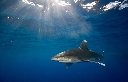 Carcharhinus longimanus