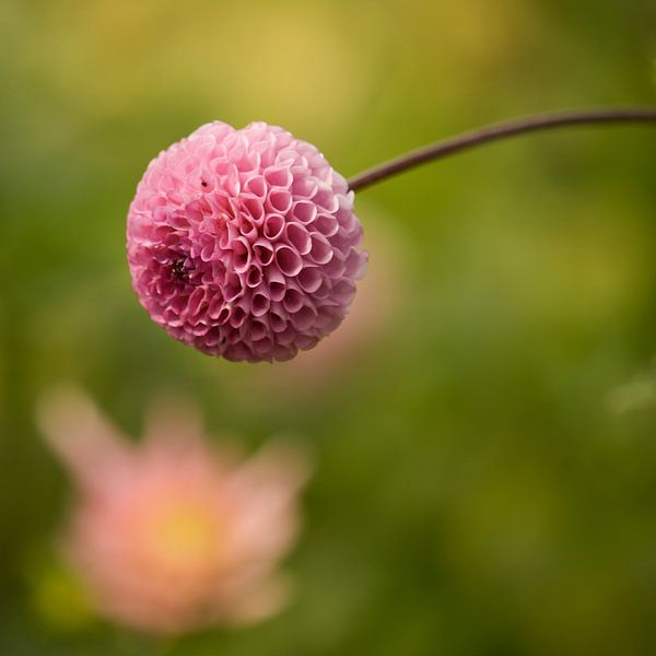 Dahlia par Tessa Poll