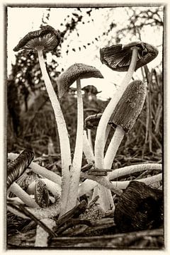 paddenstoel van Hans Vos Fotografie