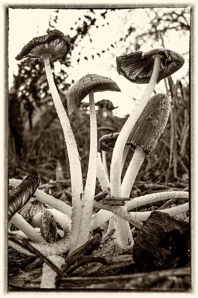 Pilz von Hans Vos Fotografie